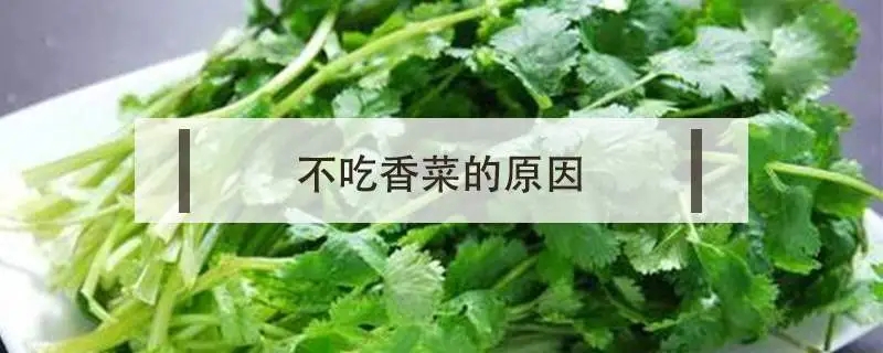 不吃香菜是什么原因