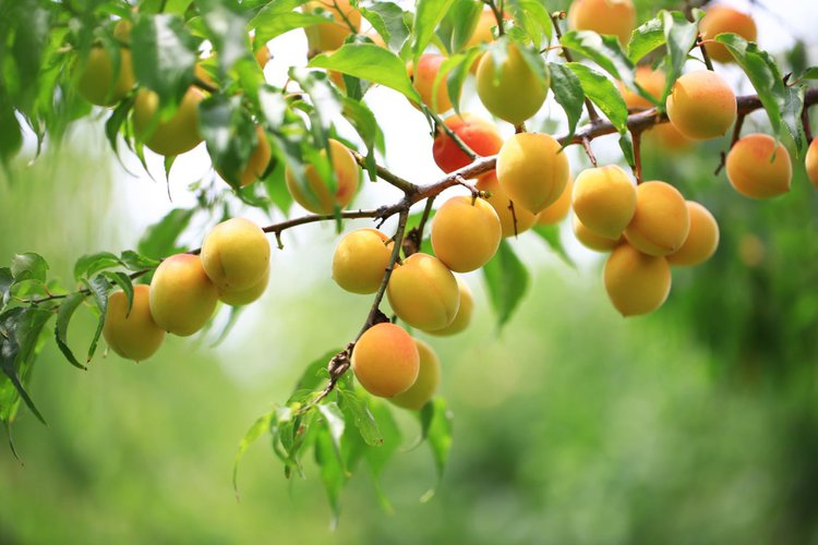 梅子黄时是初夏吗（南方梅雨季节是几月份到几月份结束）