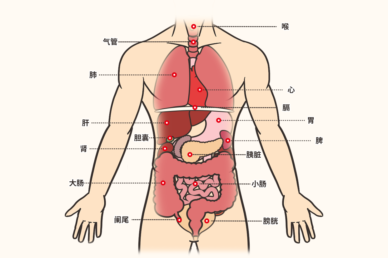 人体器官图五脏六腑肾的位置（肾脏的功能介绍）