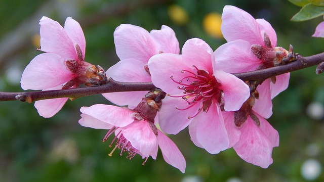 红鸾桃花是什么意思