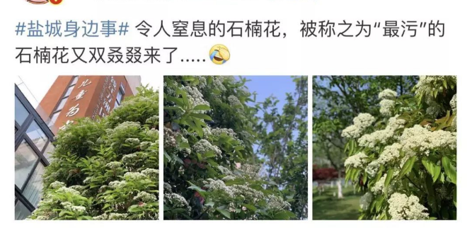 最污的花石楠花的味道是什么梗类似于精子味道