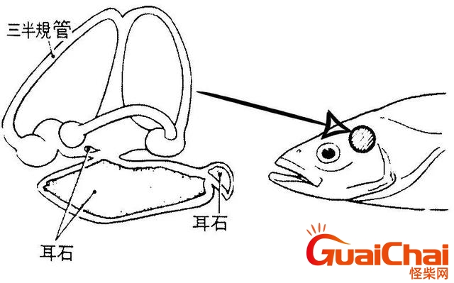 鱼能听到声音吗鱼类有哪些感觉鱼能听到声音吗为什么