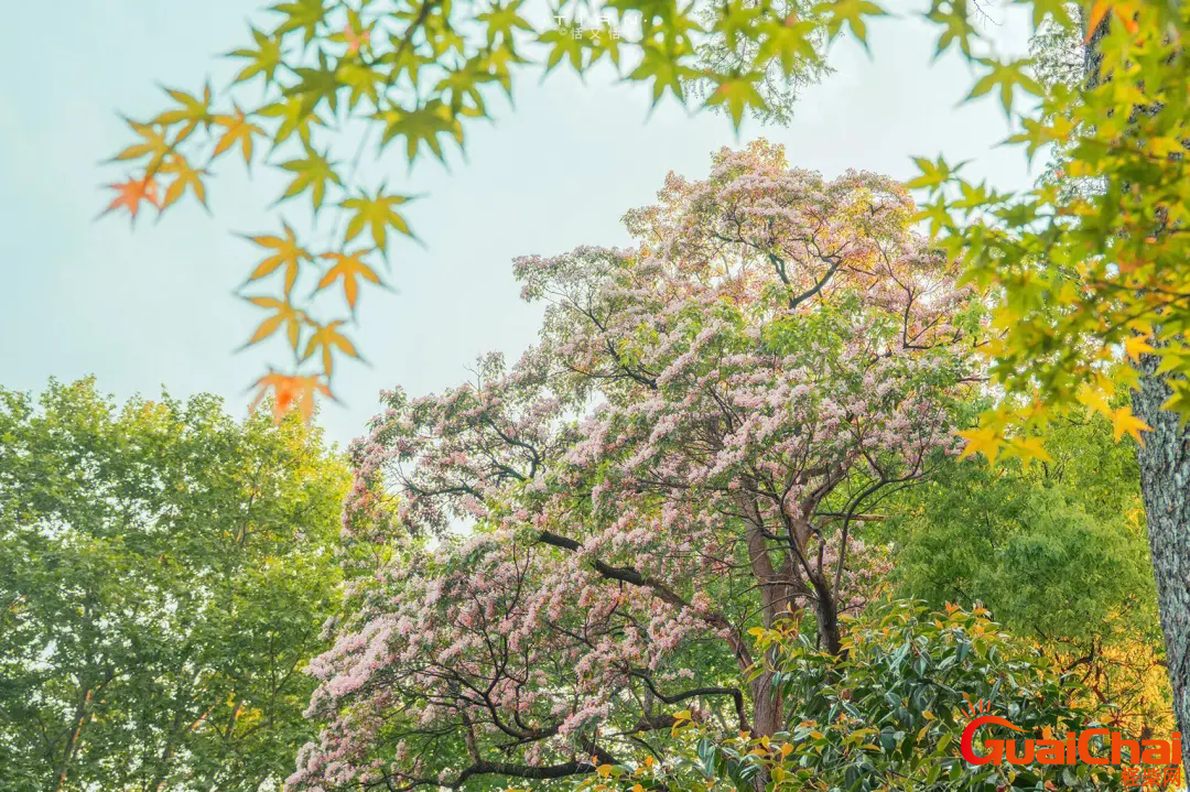 楸树花好运 楸树花象征代表意义