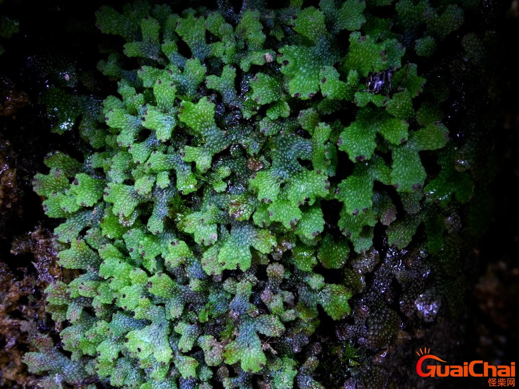 蛇苔是什么植物？蛇苔藓图片