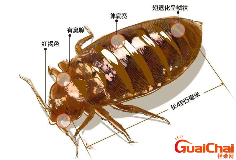 bedbug是什么虫？bedbug是什么意思