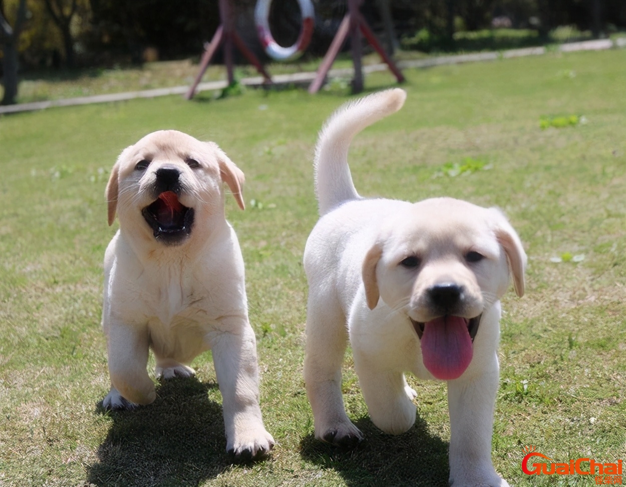 小拉布拉多犬多少钱一只母的小拉布拉多犬多少钱一只幼犬