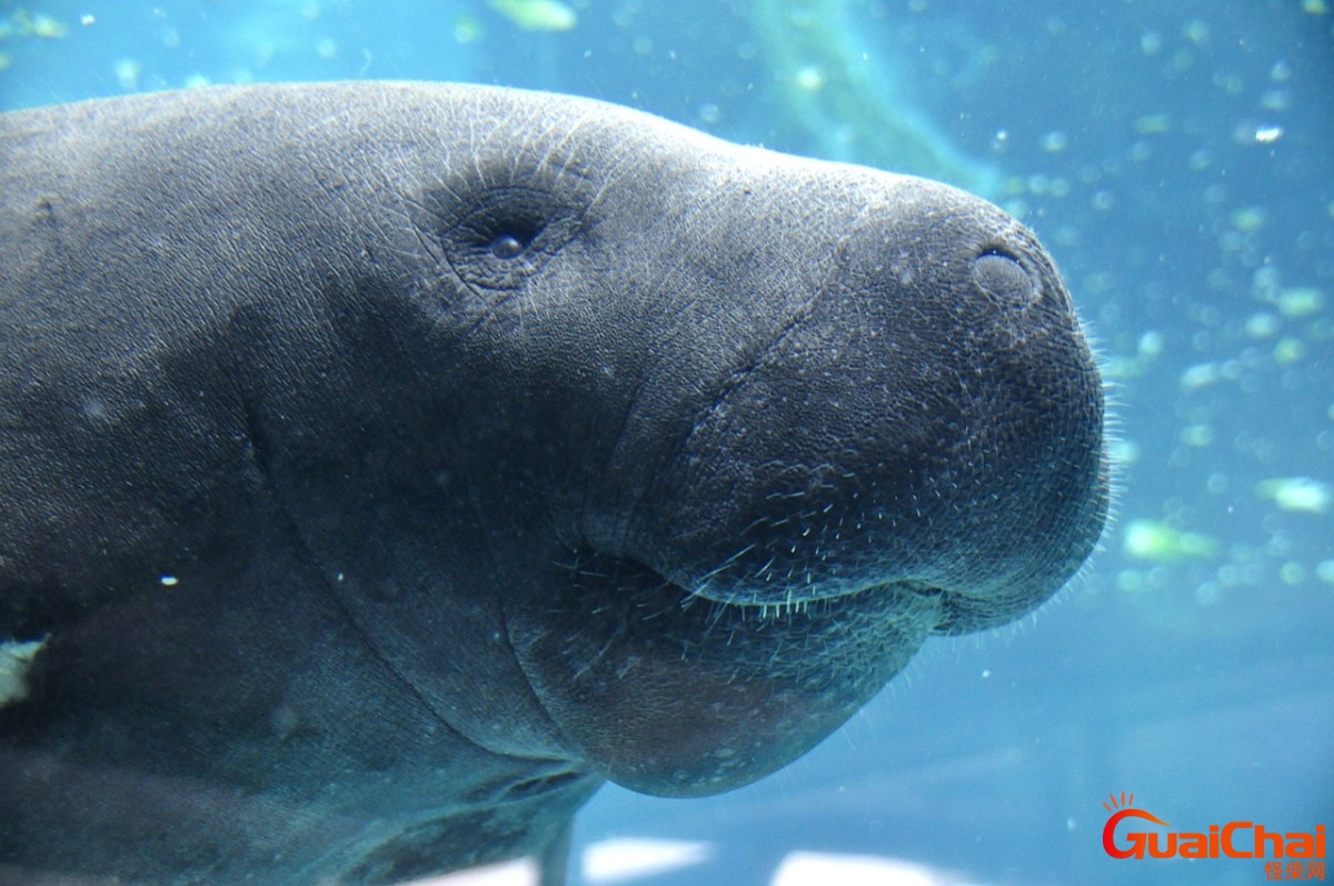 海牛是什么动物？海牛图片