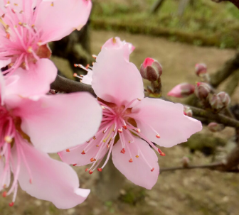 桃花运是什么 必须要有桃花运吗