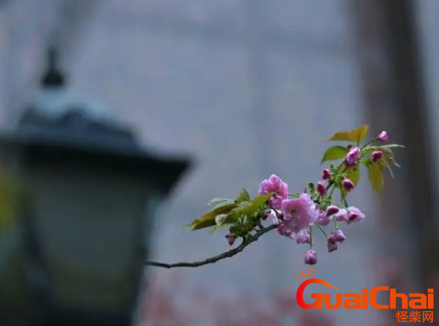 小楼一夜听风雨出自哪？小楼一夜听风雨，深巷明朝卖杏花”是什么意思？