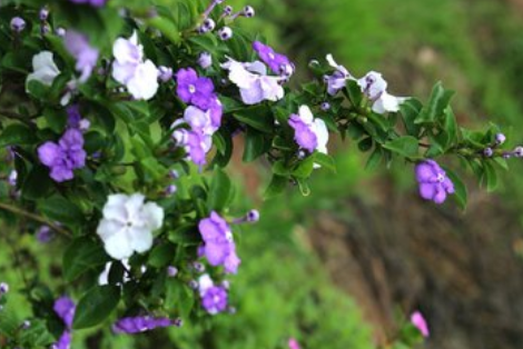 双色茉莉的生长习性  花语别称