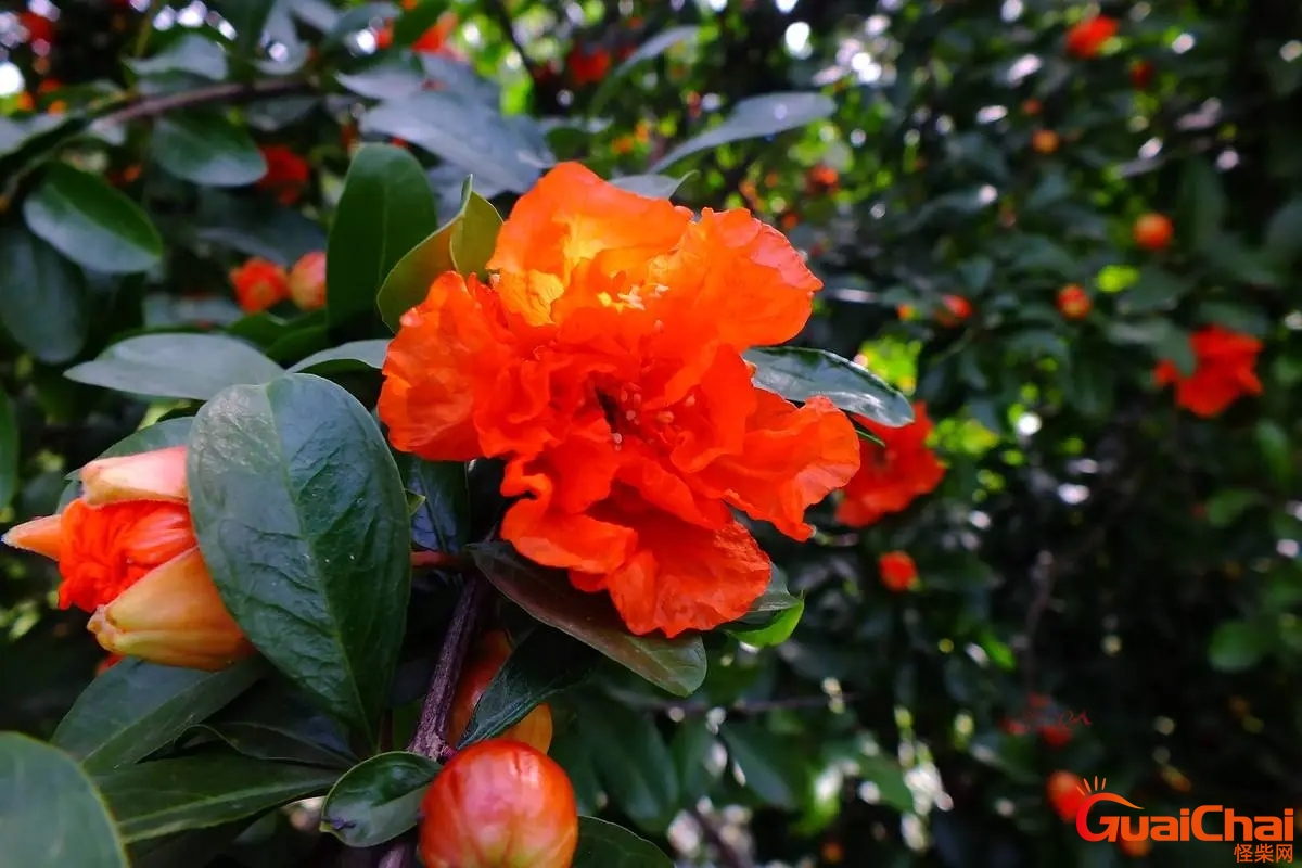 石榴花的寓意和花语？石榴花的寓意和象征风水