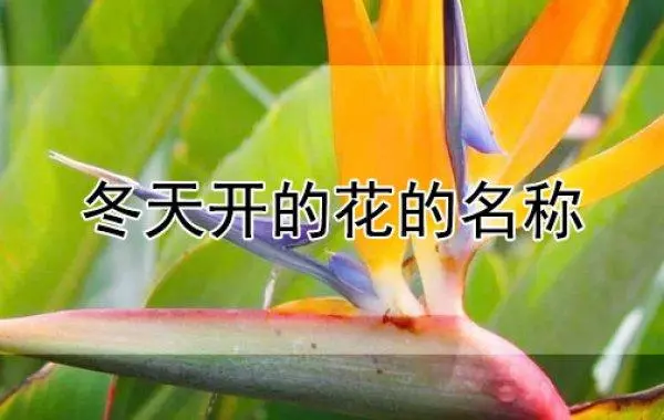 冬天开的花都有什么花？冬天有什么开花？