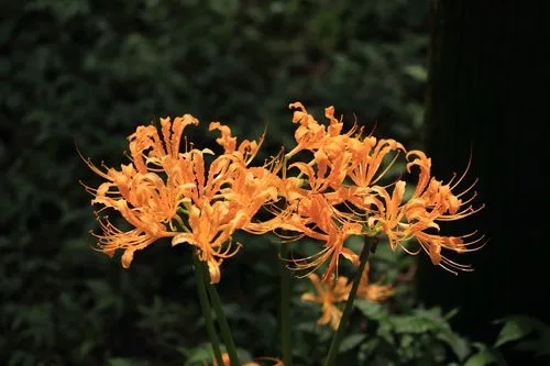 石蒜花什么时候可以开花？石蒜花图片