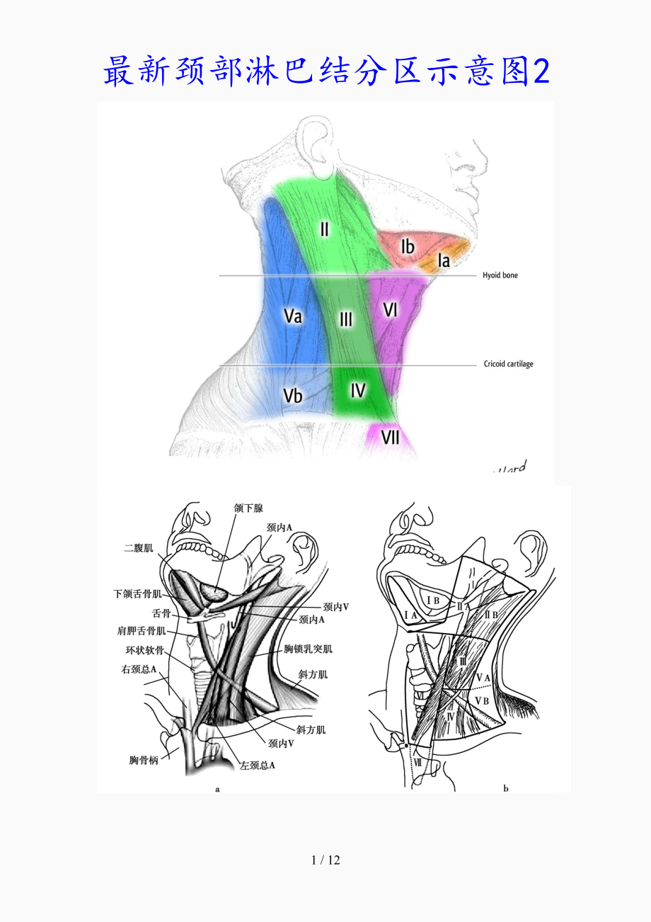颈部淋巴结分区图解 颈部淋巴结分区示意图