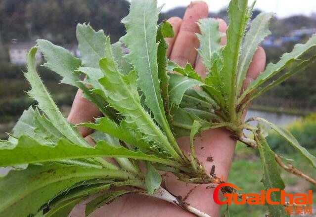 刺儿菜的功效与作用及禁忌 刺儿菜的功效与作用及食用方法