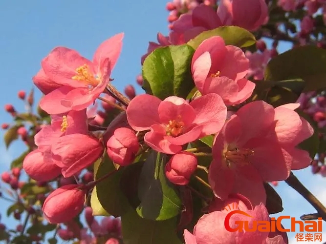 海棠花的花语和寓意 海棠花的花语和象征