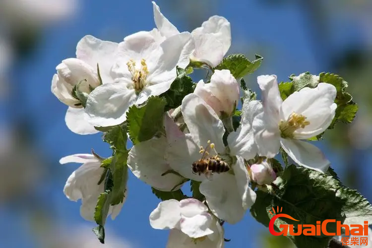 苹果花的颜色是什么？苹果花是什么样子？