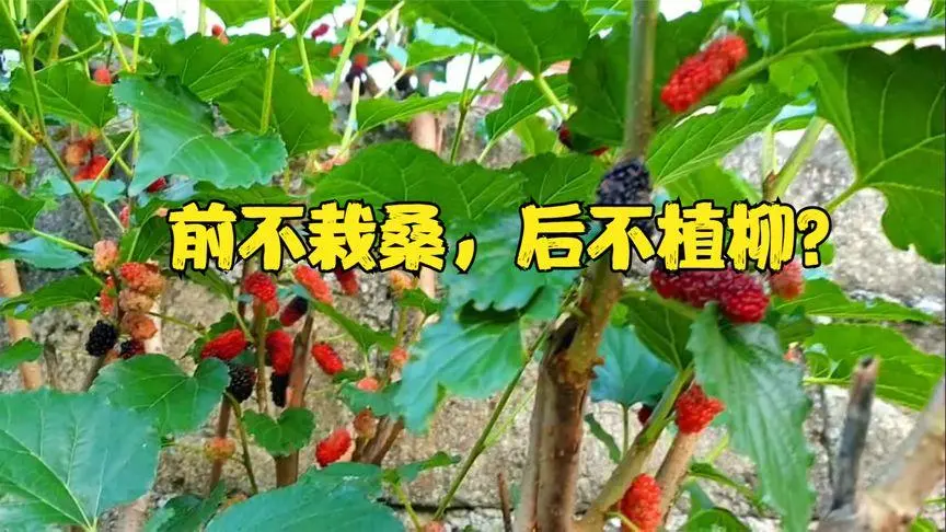 屋前不栽桑屋后不栽柳是啥意思？房后为什么不能种桑树？