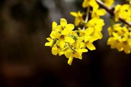 连翘花图片的作用与功效 连翘花图片大全