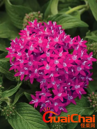 繁星花的花语是什么？繁星花的花语是什么？