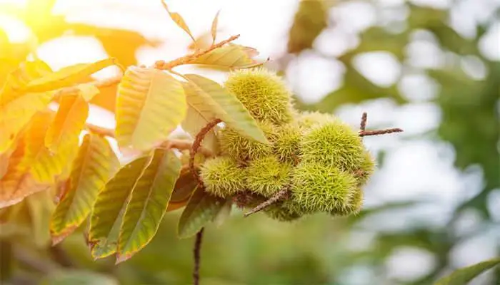 栗子树种植后几年结果？栗子树种植多少年才长果实？