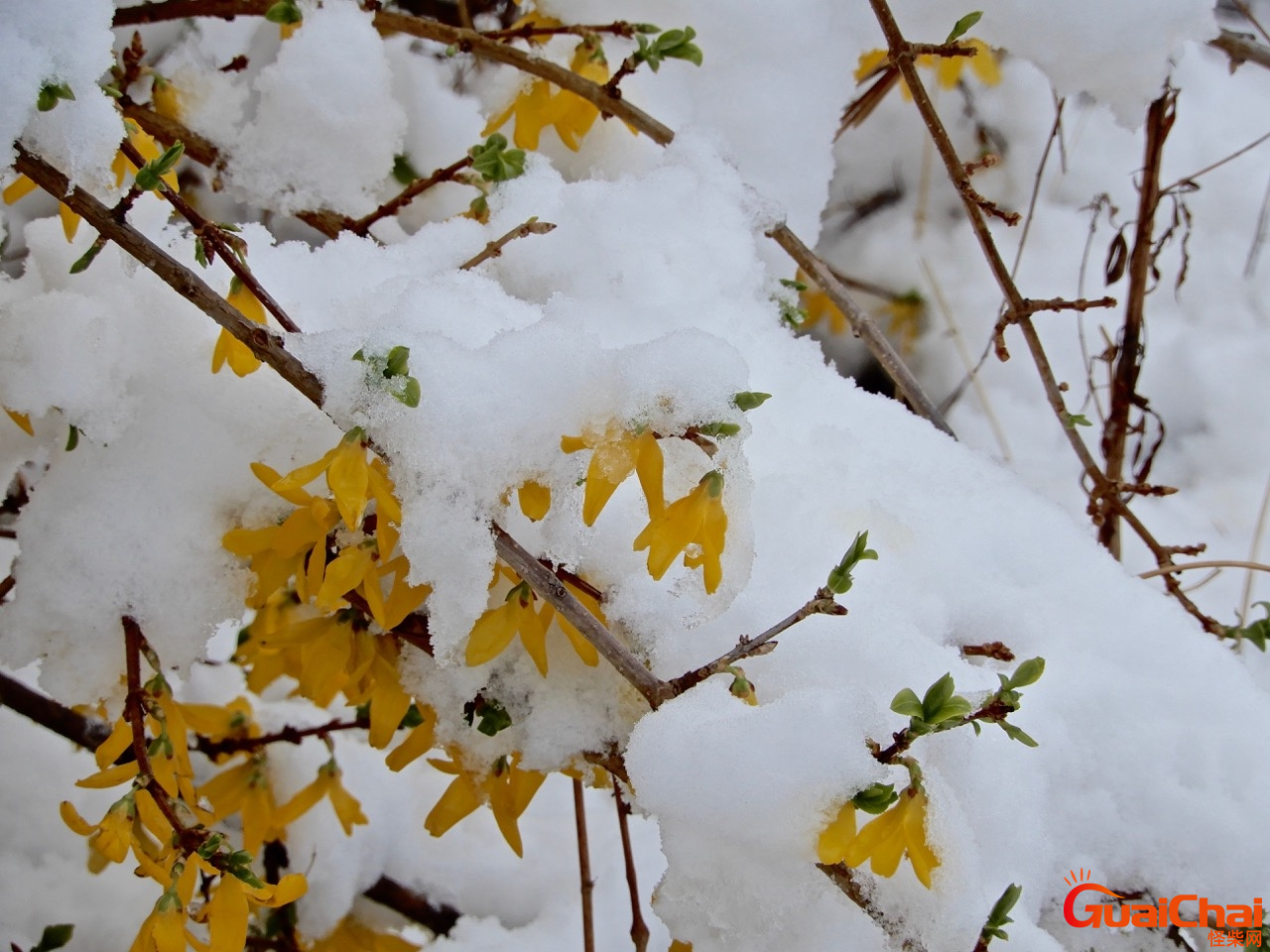 雪中春信是什么香？雪中春信闻起来什么味道？