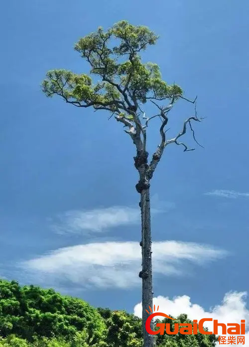 木秀于林风必摧之的意思是？木秀于林风必摧之是什么意思？