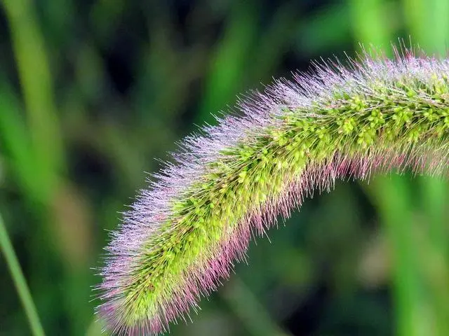 狗尾巴花是花还是草呢?狗尾巴什么植物？