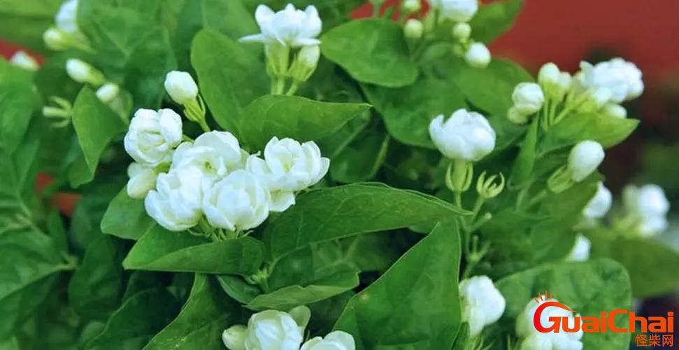 茉莉花花期多长一年开几次？茉莉花花期多长时间