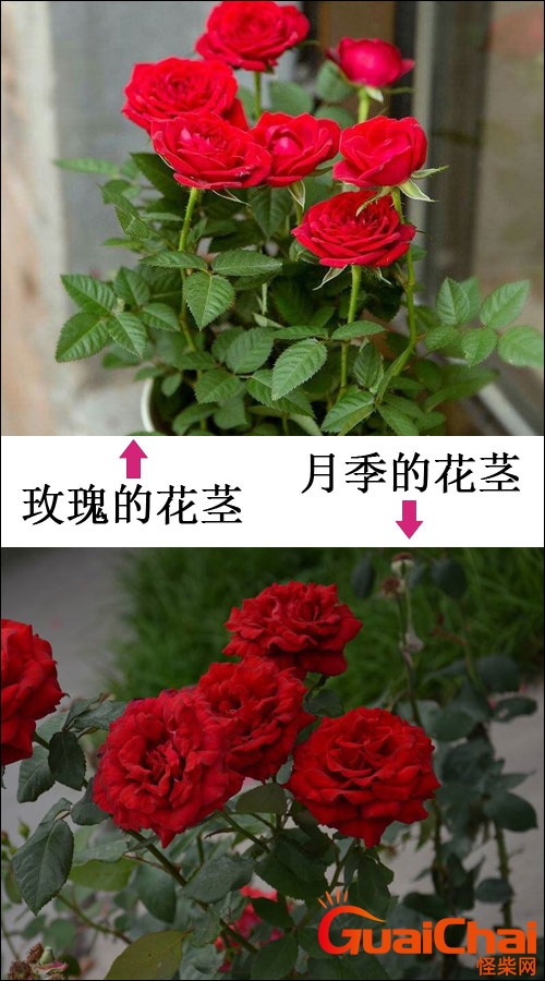 玫瑰花和月季花的区别在哪里？玫瑰花和月季花的区别图片