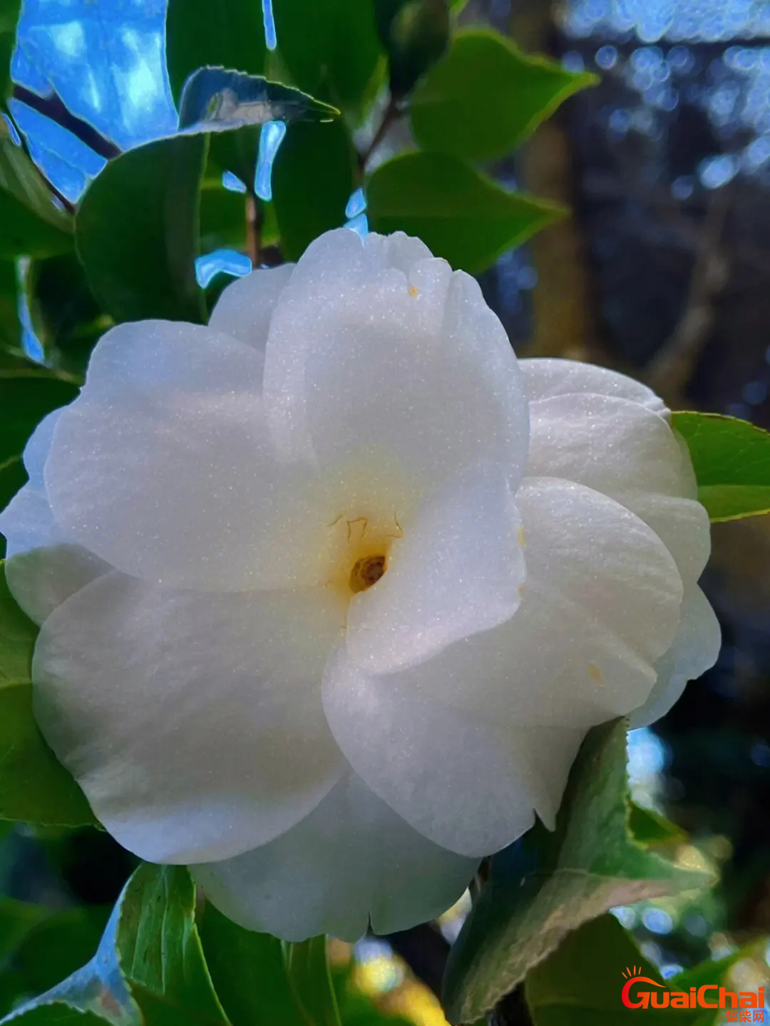 白山茶花语是什么意思？白山茶花语象征与寓意