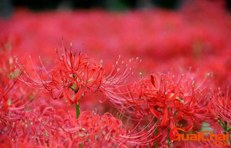 彼岸花有哪几种颜色？彼岸花都有啥颜色？