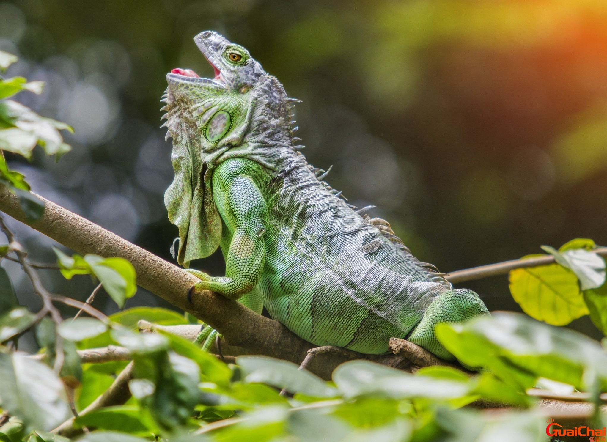 IGUANA是什么动物？IGUANA是什么意思