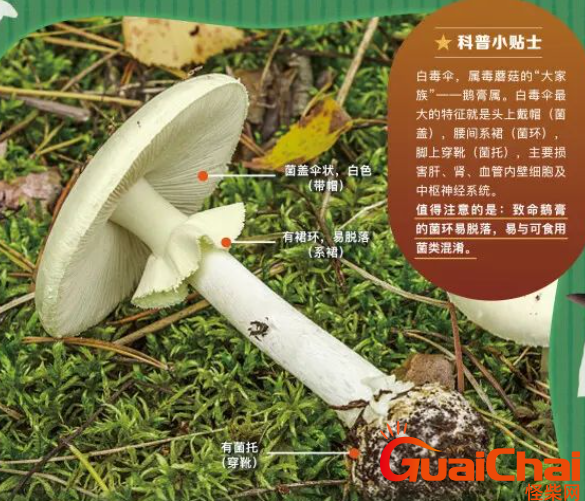 近江粉褶菌长什么样？误食近江粉褶菌会出现什么症状？