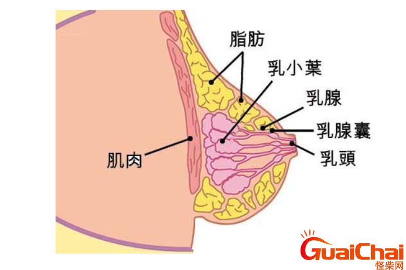 小叶增生有哪些症状？小叶增生不能吃什么？