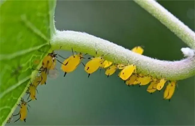 蚜虫如何防治？防治蚜虫有哪些注意事项？