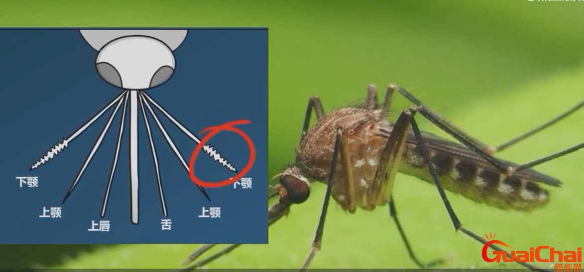 蚊子有牙齿吗正确答案 猜一猜蚊子有牙齿吗