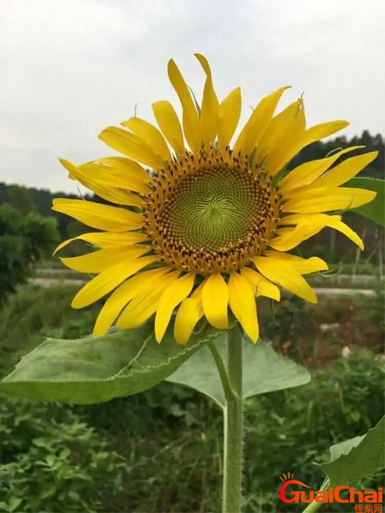 今天是个好日子发朋友圈说说 今天是个好日子图片