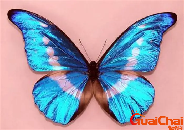 价值上亿元的虫子是什么？光明女神蝶是世界上最美丽的蝴蝶之一吗？