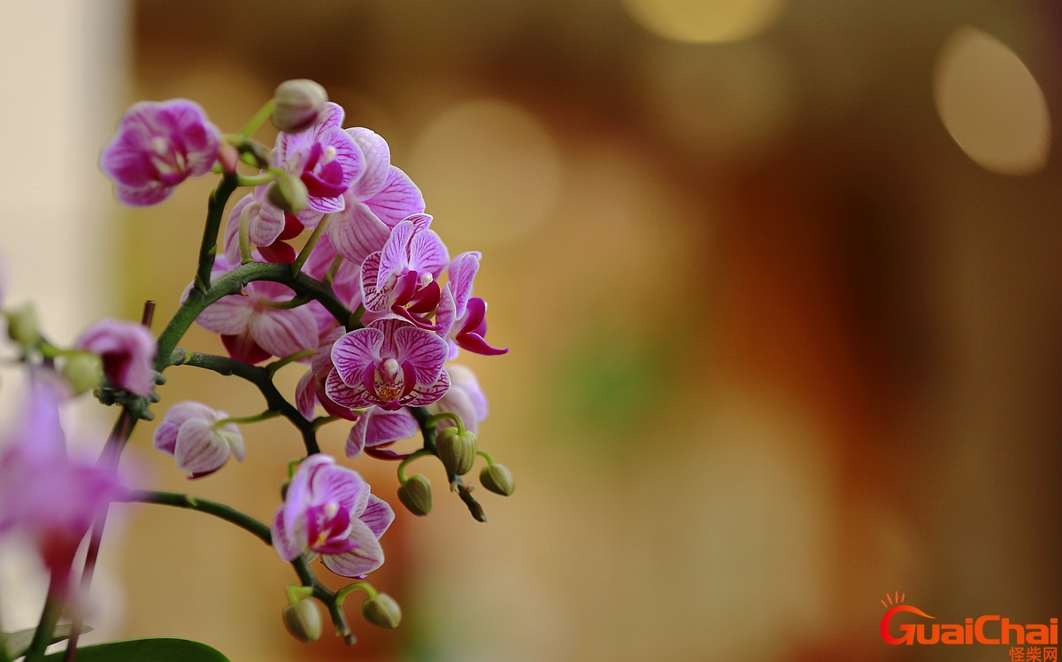 花中君子指的是什么花的别称？花中君子指的是什么花