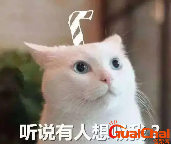 吸猫是啥意思？吸猫是什么梗？