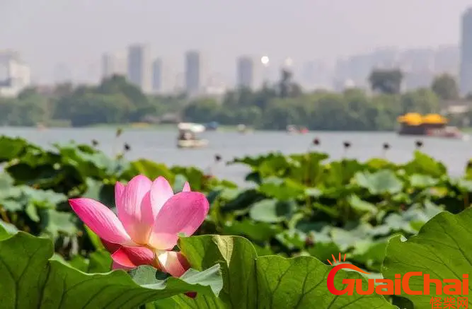 大明湖畔的夏雨荷是什么的来源？大明湖畔的夏雨荷是什么含义？