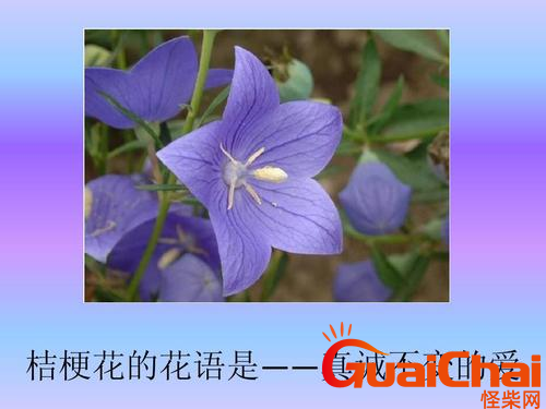 桔梗花的花语是什么？桔梗花有什么花语？