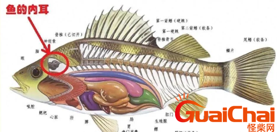 鱼有耳朵吗长在哪里？能听见外界的声音吗？