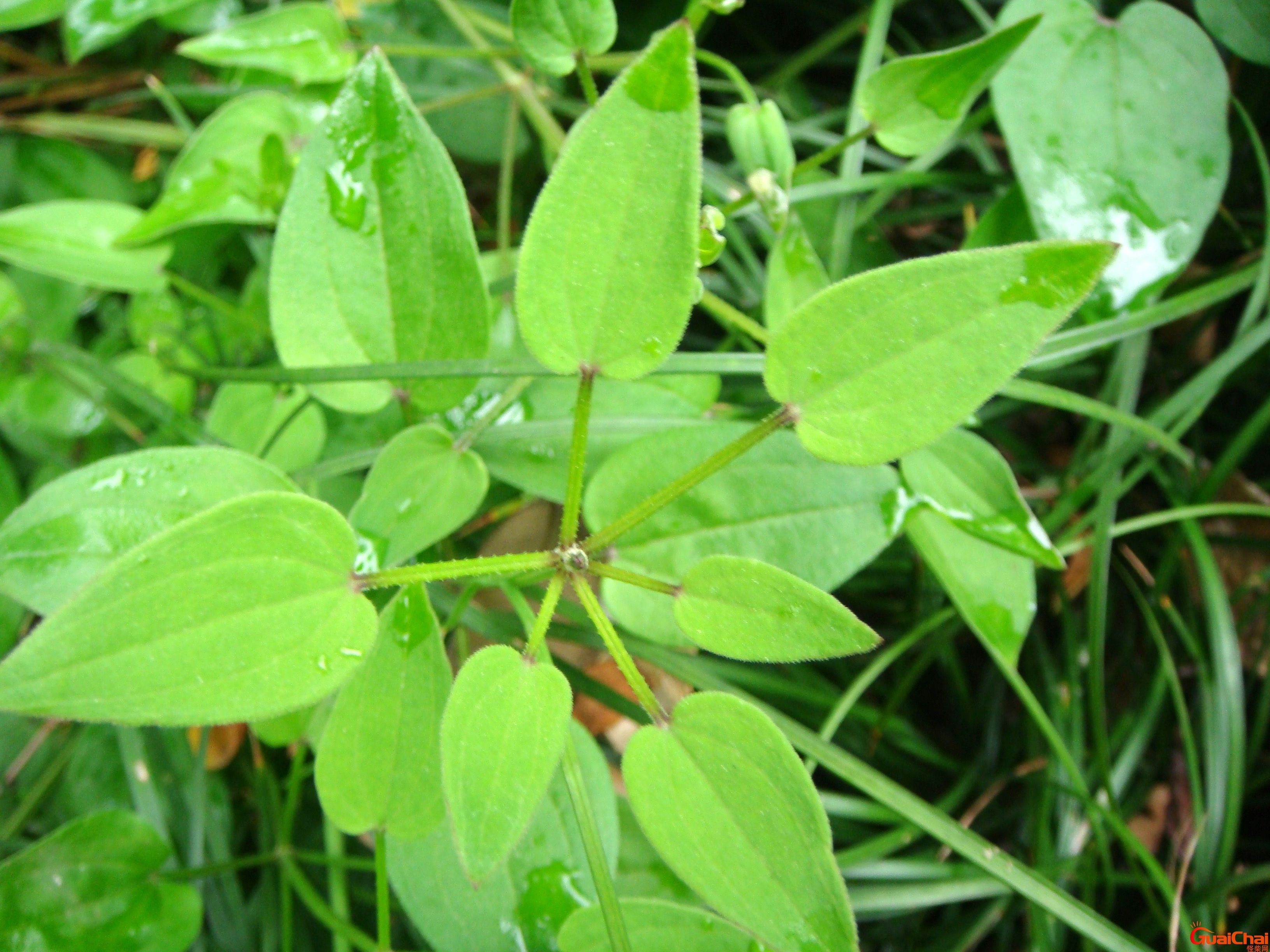 茜草的功能与作用？茜草图片大全