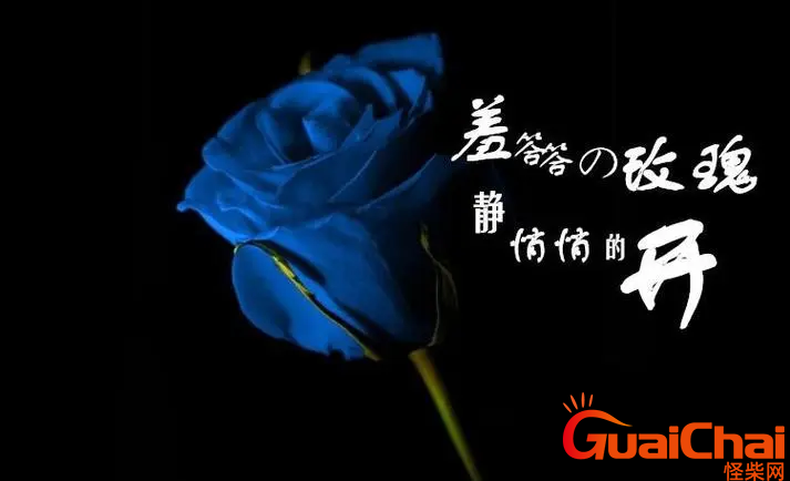 羞答答的玫瑰静悄悄地开歌词是什么？羞答答的玫瑰静悄悄地开歌词完整版